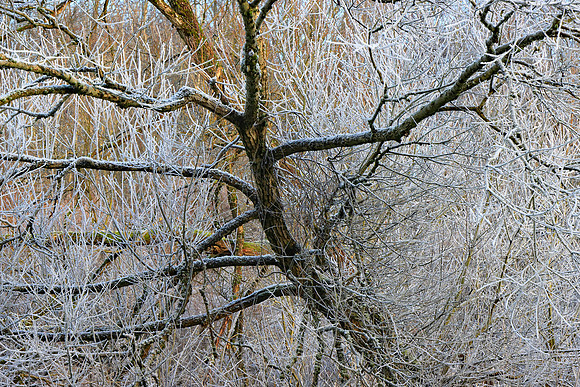 WINTER WOODLAND - DANCER MSP010146