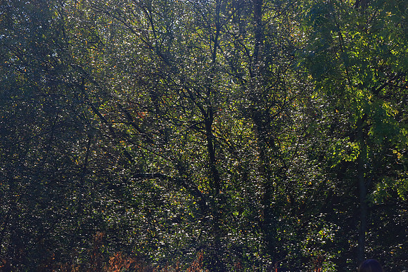 SHADOWS OF TIME MSP010046