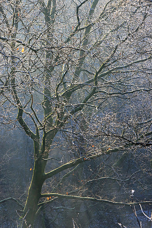 WINTER WOODLAND - A NEW DAY DAWNS MSP010148