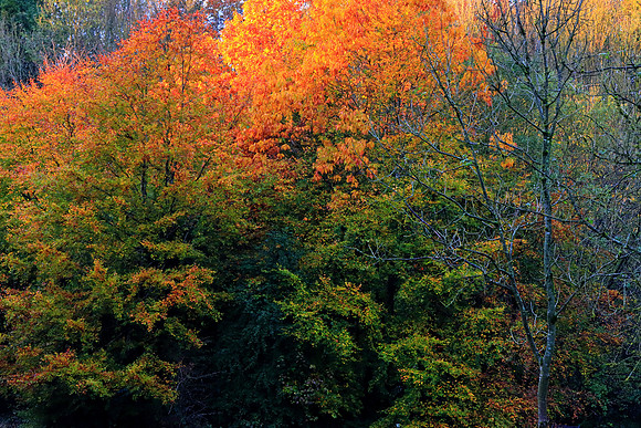 AUTUMN WOODLAND TOP DOWN MSP010049