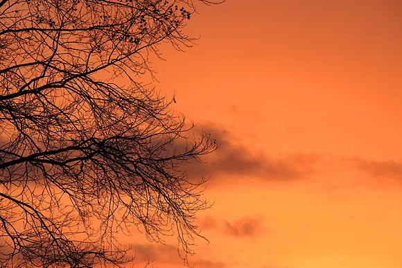 SILVER BIRCH TREE SILHOUETTE MSP010051