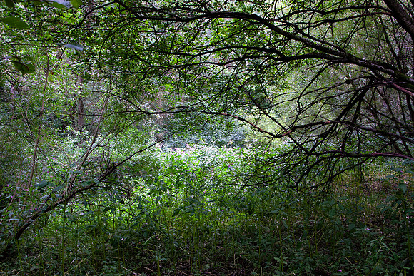 WOODLAND 1 MSP0006998