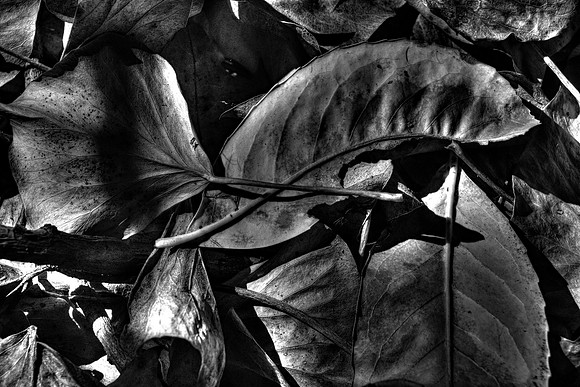 FALLEN LEAVES BW MSP010214