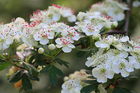 HAWTHORN BLOSSOM MSP010223