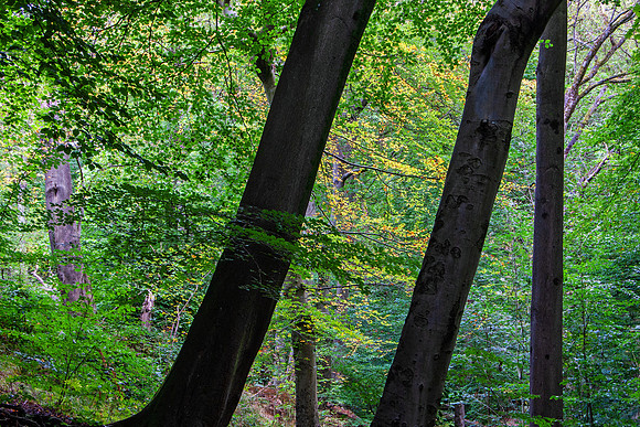 BEECHES IN AUTUMN MSP0006987