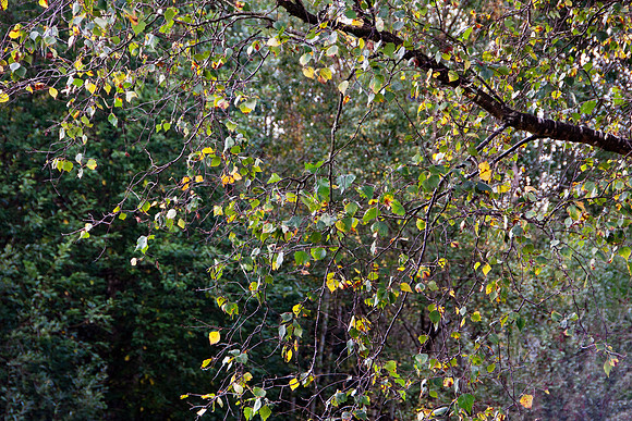 AUTUMN SILVER BIRCH LEAVES MSP0006988