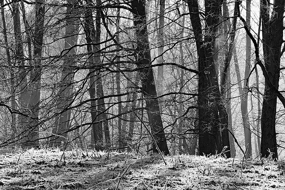 WINTER WOODLAND MSP010112