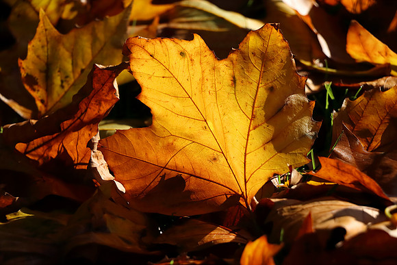GOLDEN BROWN MSP010056