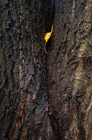 AUTUMN LEAF MSP0006989