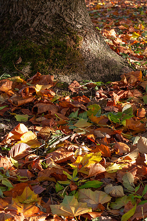 AUTUMN LEAVES MSP0006995
