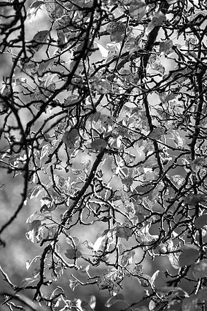 AUTUMN LEAVES LATTICE MSP0006994