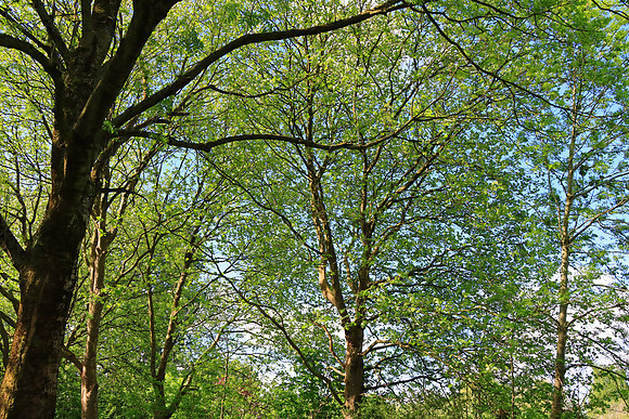 SPRING WOODLAND MSP010209