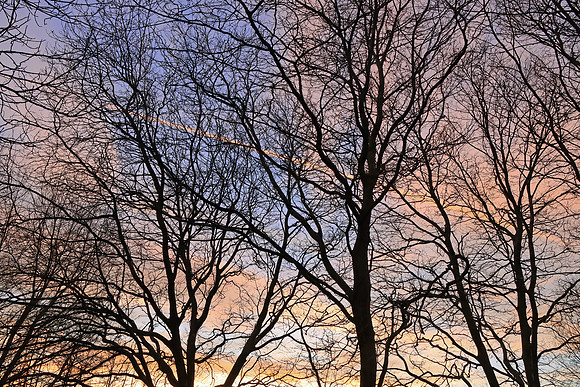WOODLAND SUNSET SILHOUETTE MSP010058