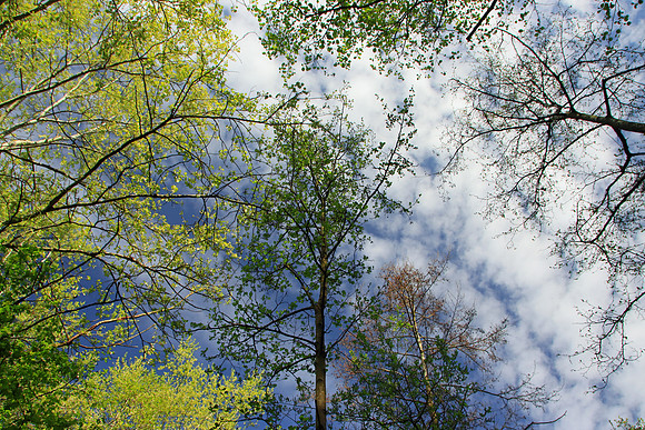 SPRING WOODLAND - SPRING IS IN THE AIR MSP010196
