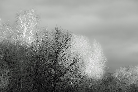 WINTER WOODLAND MSP010059