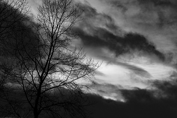 SILVER BIRCH TREE SILHOUETTE MSP010061