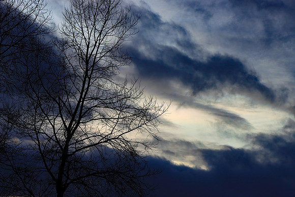SILVER BIRCH TREE SILHOUETTE MSP010060