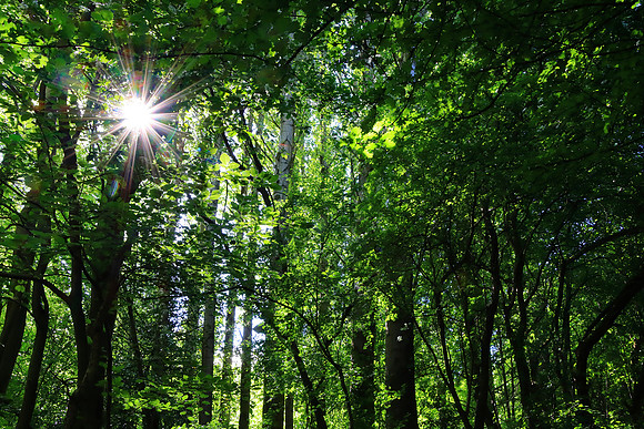 SPRING WOODLAND MSP010200