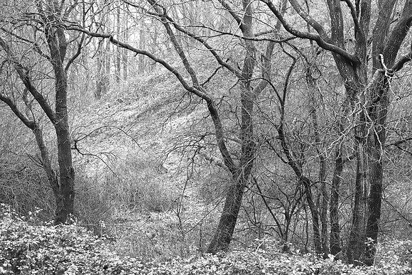 WINTER WOODLAND MSP010063