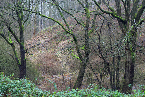 WINTER WOODLAND MSP010062