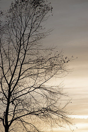 SILVER BIRCH TREE SILHOUETTE MSP0007000