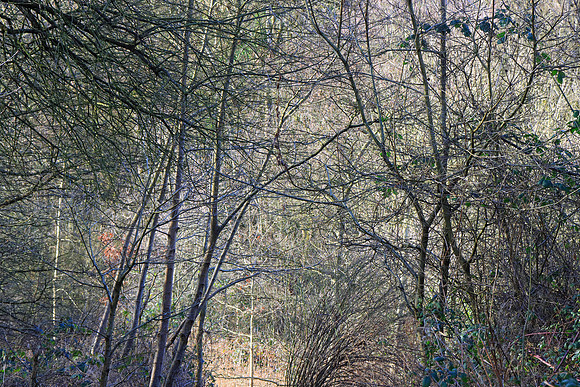 SPRING WOODLAND - INTO THE LIGHT MSP010195