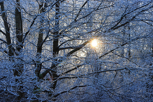WINTER WOODLAND - FROZEN MSP010143