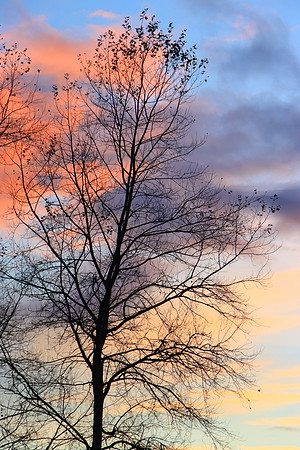 SILVER BIRCH TREE SILHOUETTE MSP0007001