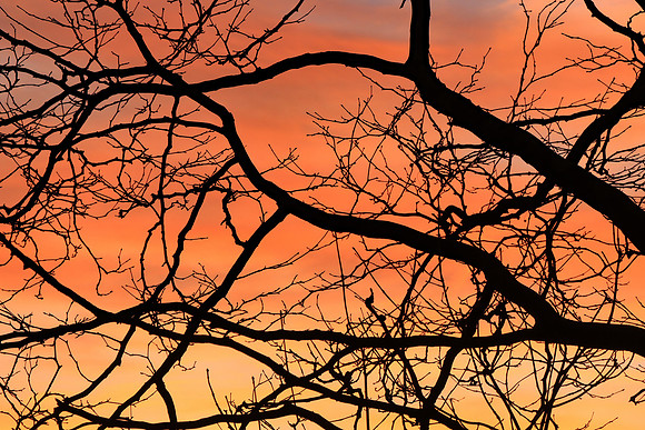 GHOSTS OF WINTER MSP010066