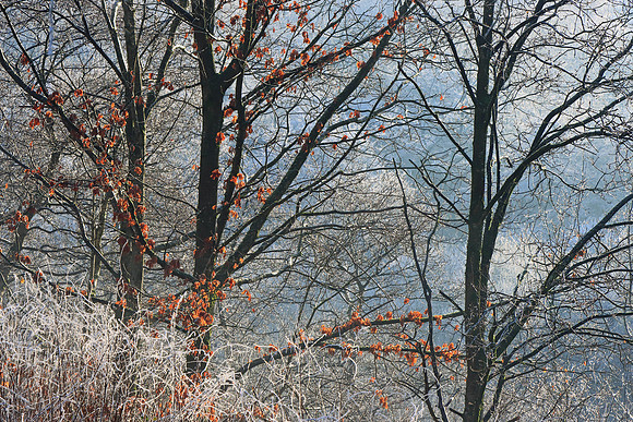 WINTER WOODLAND MSP010133