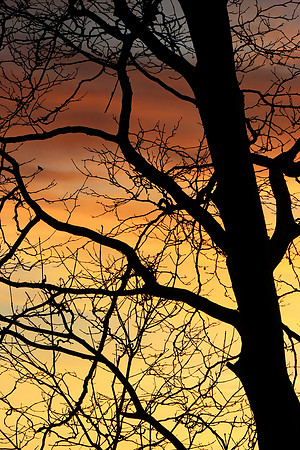 GHOSTS OF WINTER MSP010067