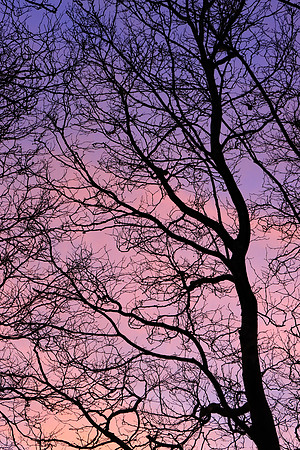GHOSTS OF WINTER MSP010069