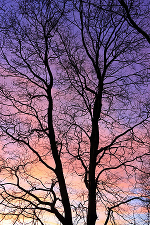 GHOSTS OF WINTER MSP010071