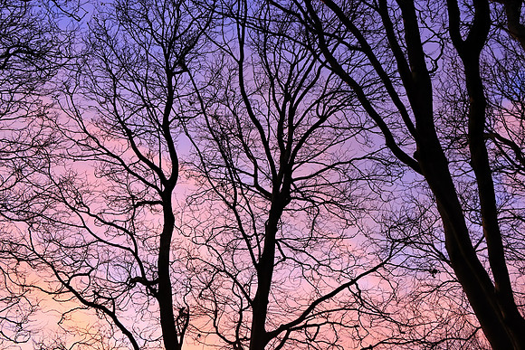 GHOSTS OF WINTER MSP010070