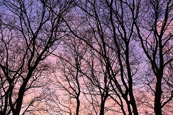 GHOSTS OF WINTER MSP010073