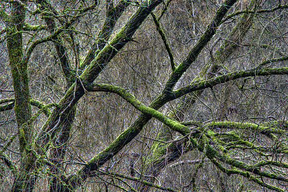 TANGLED MSP010074