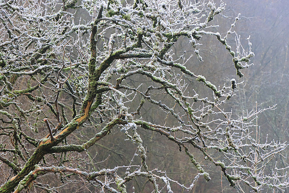 WINTER WOODLAND - MEDUSA MSP010117