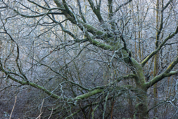 WINTER WOODLAND - WISE MSP010150