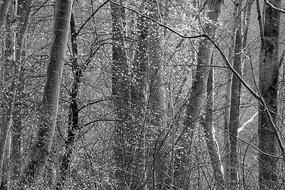 SPRING WOODLAND - HINTS OF SPRING - BW MSP010189