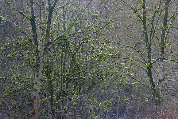 EVENING LIGHT IN THE WOODLAND MSP010079