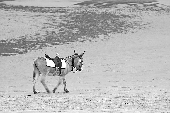 LITTLE DONKEY MONO MSP0003816