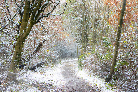 WINTER WOODLAND WALK MSP0007002