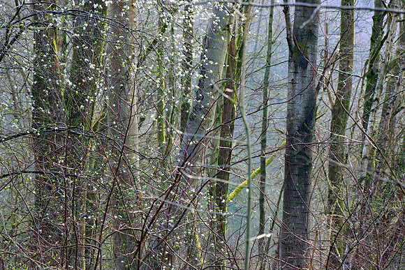 SPRING WOODLAND - HINTS OF SPRING MSP010182