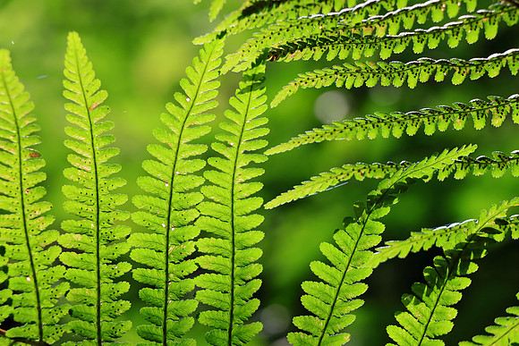 FERNS MSP010094