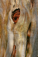 THE OLD OAK TREE MSP0000543