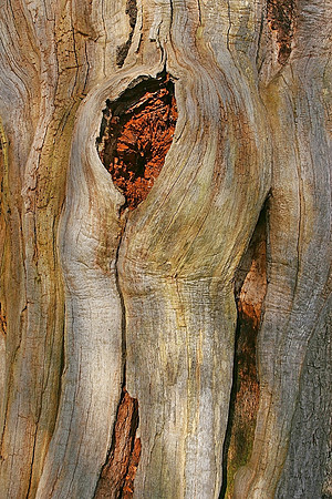 THE OLD OAK TREE MSP0000543
