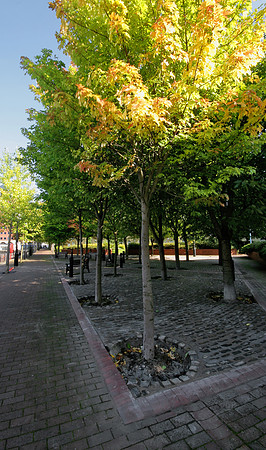 TREE LINED QUAYS MSP0000339