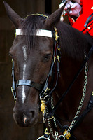 HORSE GUARD MSP0003635