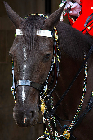 HORSE GUARD MSP0003635