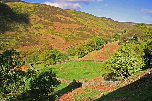 THE SNAKE PASS MSP0000013